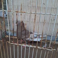 کبوتر|پرنده|شیراز, سایت اداری|دیوار