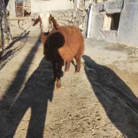 بره نر مهربانی|حیوانات مزرعه|الشتر, |دیوار