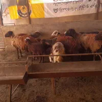 10عددمیش زایده