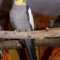 عروس هلندی خاکستری