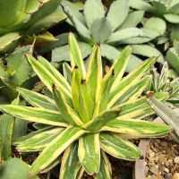 کاکتوس کلکسیونی و بازاری|گل و گیاه طبیعی|تهران, تهرانسر شرقی|دیوار