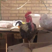 خروس گردن لخت|حیوانات مزرعه|بهبهان, |دیوار