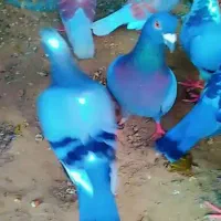 کبوترگمشده