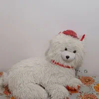 عروسک گربه بزرگ فقط 250 تومن|اسباب‌‌بازی|تربت جام, شهرک معلم|دیوار