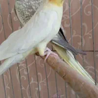 فروش فوق العاده ی عروس هلندی