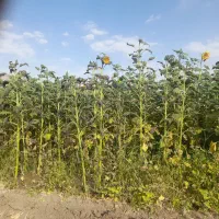 گندم ّبذری ابی رغم حیدری اصلاح شده