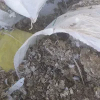 کود کبوتر
