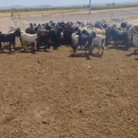 گله بزداشتی|حیوانات مزرعه|کوار, |دیوار