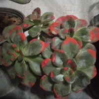 گل ملکه ومالک|فروش آپارتمان|بروجرد, |دیوار