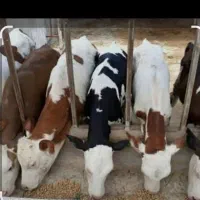 فروش دامداری وخانه ویلایی