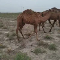 بچه شتر چاق درجه یک همه نرهستن|حیوانات مزرعه|گنبد کاووس, |دیوار