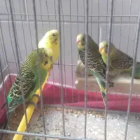 فروش یک جفت مرغ عشق