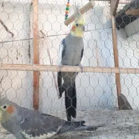 طوطی عروس هلندی|پرنده|قائمشهر, |دیوار