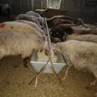 تولید انواع اخور گوسفند و گاو|لوازم جانبی حیوانات|دهاقان, |دیوار