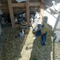 کفتر دمگیر و تهرانی