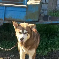 سگ هاسکی|سگ|فومن, |دیوار