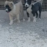 دو قلاده توله سگ خراسانی اصیل۲ماهه|سگ|مشهد, انقلاب|دیوار