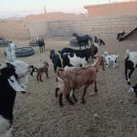 بز زاییده جوان|حیوانات مزرعه|سبزوار, قصبه غربی|دیوار