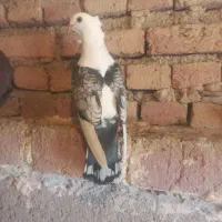 بلژیکی|پرنده|اردبیل, |دیوار