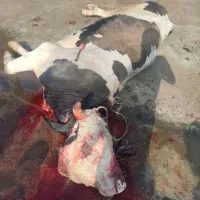 سلاخ گوسفندی ذبح گوساله گاوی تمام نقاط تهران|خدمات پذیرایی، مراسم|تهران, وحیدیه|دیوار