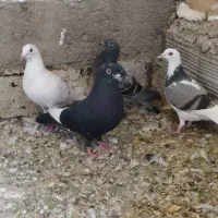 کبوتر  عتیقه جوجه و بزرگ|پرنده|آزادشهر, |دیوار