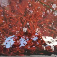 ماهی قرمز|ماهی|مبارکه, |دیوار