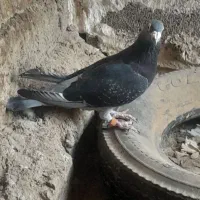 پلاکی|پرنده|بهبهان, |دیوار