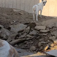 سگ گله|سگ|پاکدشت, پارچین|دیوار