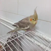 جوجه عروس هلندی