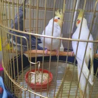 سه عدد عروس هلندی