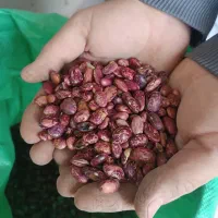 لوبیا چیتی حراج