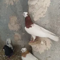 ۵تا جوجه طوقی