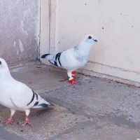 کفتر شامی رنگی