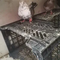 کفتر