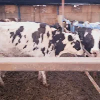 گاو تلیسه قصابی