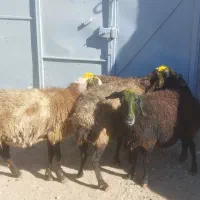 میش آبستن سنگین