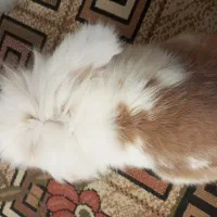 خرگوش لوپ|موش و خرگوش|پاکدشت, شهرک انقلاب|دیوار