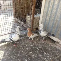 کفتر بزک سینه سلیمونی و یال|پرنده|شیراز, دوکوهک|دیوار