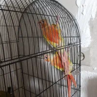 تعدادی گرینچیک آناناسی فول سرخ درجه یک