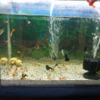 آکواریوم و کوپی|ماهی|قم, شاه ابراهیم|دیوار