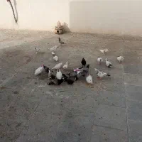 کبوتر تهرانی
