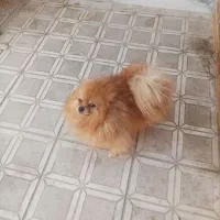 پامر انیان نر دو سر خرسی