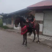 اسب دوخون|اسب و تجهیزات اسب‌سواری|کوچصفهان, |دیوار