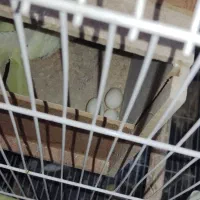 عروس هلندی|پرنده|آفتاب, |دیوار