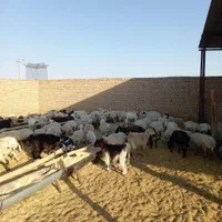 فروش بره وکره محلی باقصاب رایگان|حیوانات مزرعه|رفسنجان, |دیوار