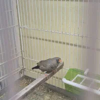 فنچ شارکول|پرنده|بندرعباس, |دیوار