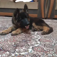 سگ ژرمن گمشده|سگ|شیراز, شهرک بزین|دیوار