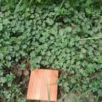 نهال هندوانه