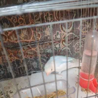 یک عدد طوطی برزیلی رنگ خواص|پرنده|گرمسار, |دیوار