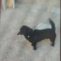 سگ تول مشکی